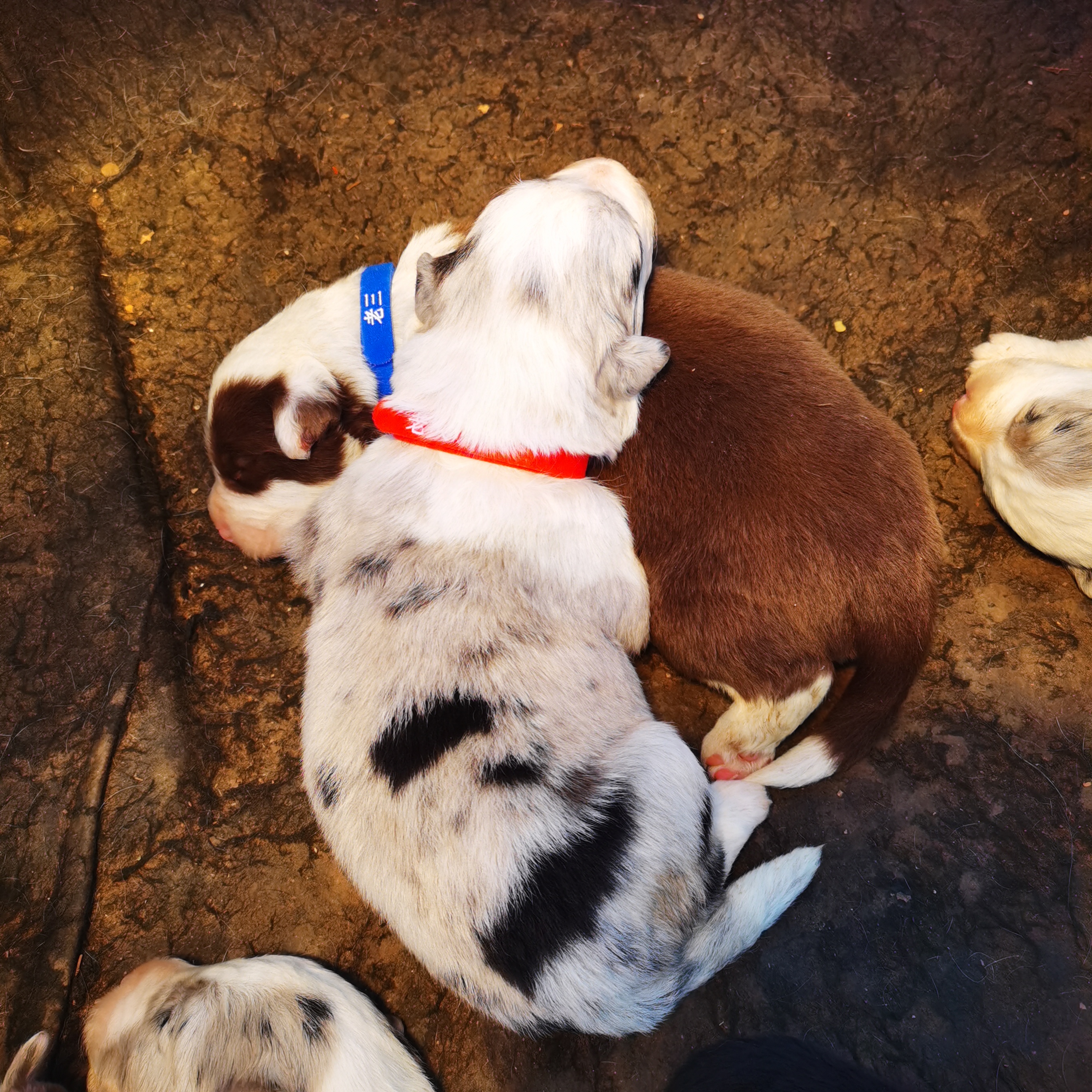 有陨石4只，咖色2只黑白海盗1只，老大陨石老五（咖色）老七是母的陨石